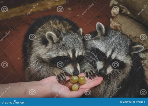 Two Raccoon Eating Grapes from Hand Stock Image - Image of eating ...