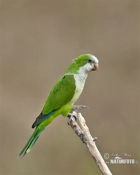 Monk Parakeet Photos, Monk Parakeet Images, Nature Wildlife Pictures ...