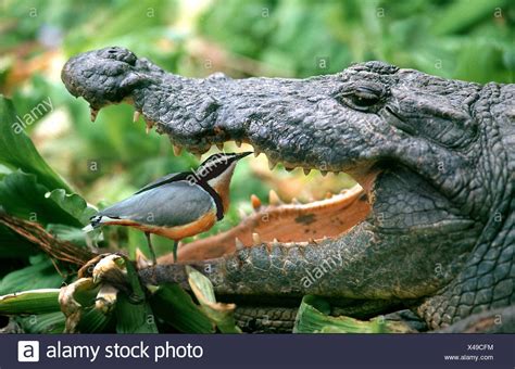 Plover Bird Crocodile Stock Photos & Plover Bird Crocodile Stock Images - Alamy