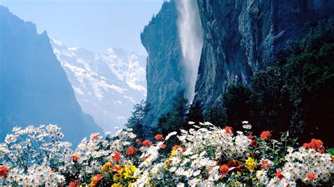 Flowers Mountains Cliff Wallpaper,HD Flowers Wallpapers,4k Wallpapers,Images,Backgrounds,Photos ...