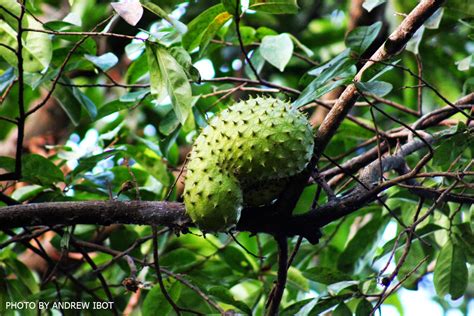 Ako si ANDREW IBOT!: Guyabano (Sour Sop)