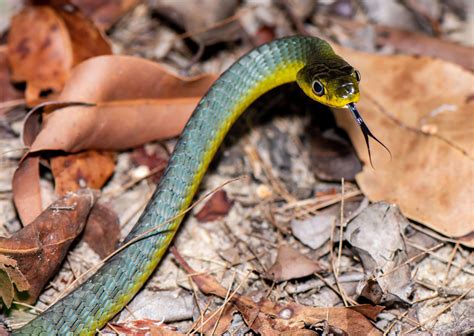 Snake Identification - Snake Rescue Sunshine Coast