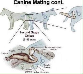 Dog Knot Diagram