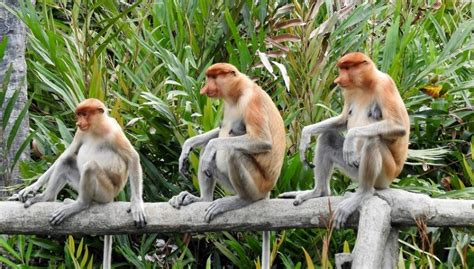 Proboscis monkey Facts, Habitat, pics and All Information