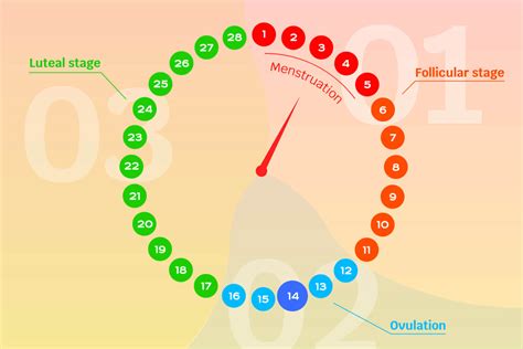 Luteal Phase And It's Relation To Pregnancy - Being The Parent