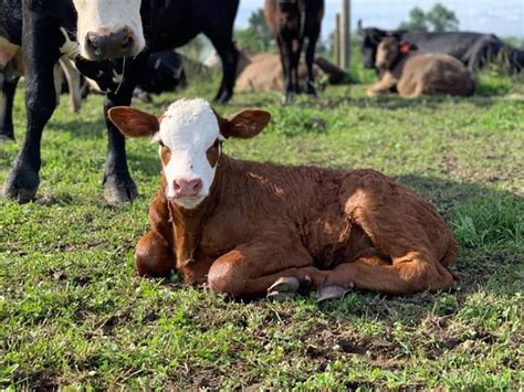 12+ Bloat Blocks For Cattle - RupaTomena