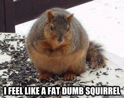 I Feel Like a Fat dumb squirrel - Fat Squirrel - quickmeme