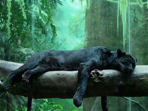 Panther/Black Leopard | Fun Animals Wiki, Videos, Pictures, Stories