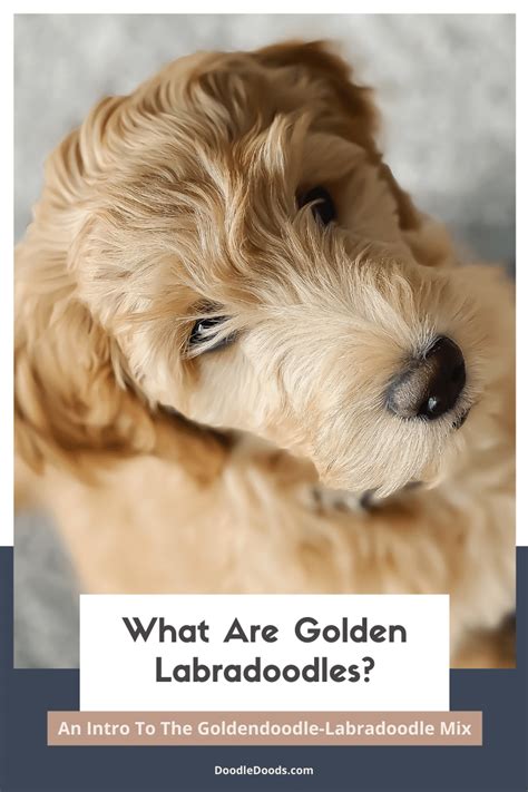 Golden Labradoodle 101: An Intro To The Goldendoodle-Labradoodle Mix