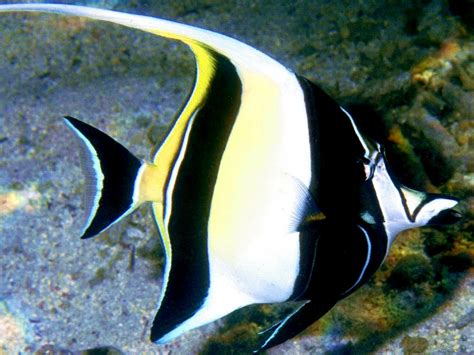 Moorish Idol: Facts, Characteristics, Habitat and More - Animal Place