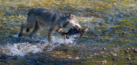 Coastal Wolves and Their Surprising Catches