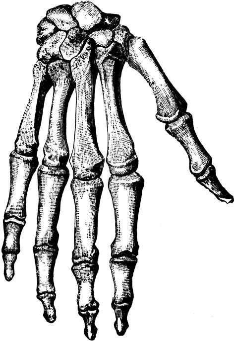 Bones of the Hand | ClipArt ETC