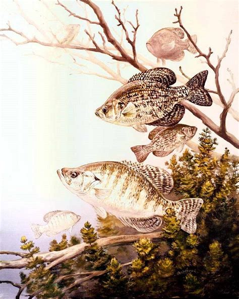 Crappie Chumming is one of the commonly used fishing techniques used to catch crappies. Get to ...