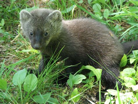 Baby Fisher-porcupines' natural predator