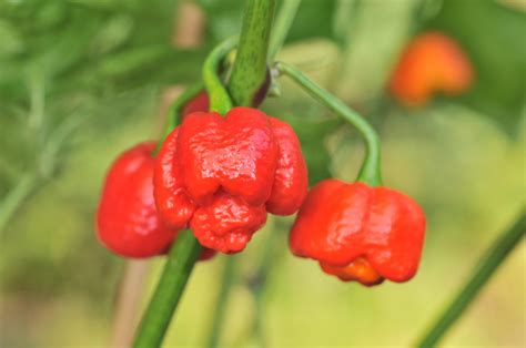 Trinidad Scorpion Moruga - Capsicum chinense