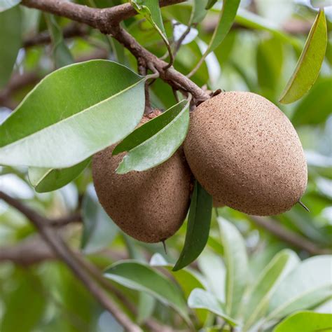 Chikoo (Manilkara zapota) | Tooth Mountain Nursery