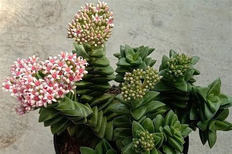 Crassula Springtime: Characteristics and Care | Succulent Alley