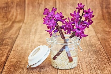 How to Care for Hyacinth Indoors to Keep It Blooming