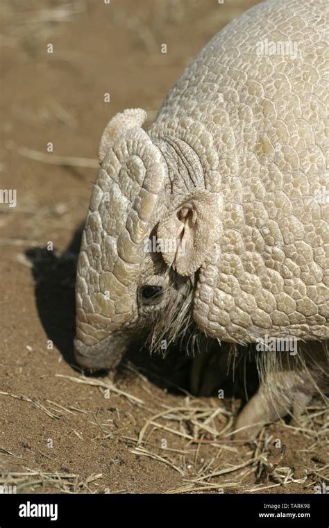 Three-banded Armadillo (Southern) Tolypeutes tricinctus. One of the species capable of rolling ...