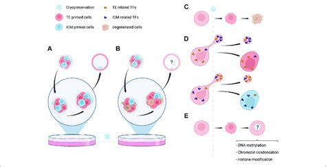 | Events related to embryo cryopreservation with potential... | Download Scientific Diagram