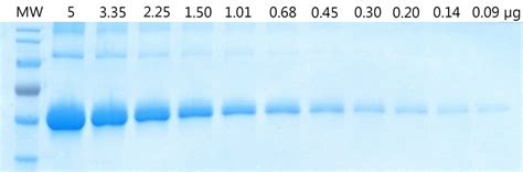 Coomassie Blue Staining: Definition Overview, 56% OFF