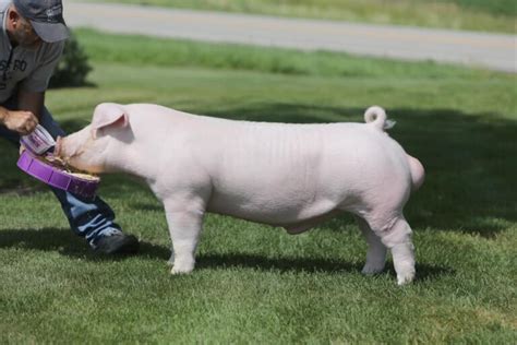 Chester White Pigs - Breed Profile, Behavior & Care