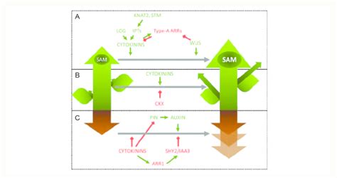 Schematic representation of the effects of cytokinins on plant... | Download Scientific Diagram