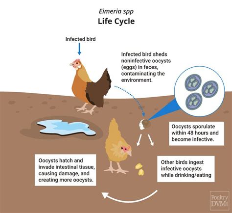 Eimeria life cycle | Life cycles, Chickens, Raising chickens