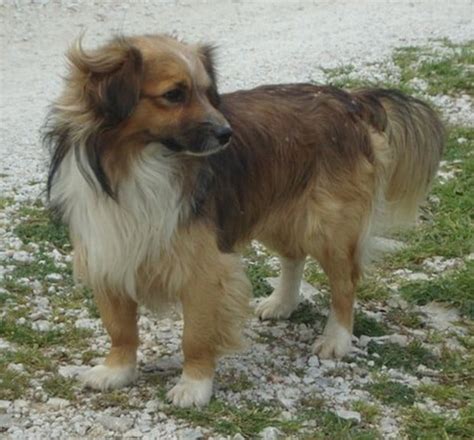 Dog Breed of the Day: Kokoni