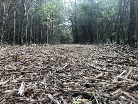 Environmentally Friendly Forestry Mulching & Land Clearing Columbia SC