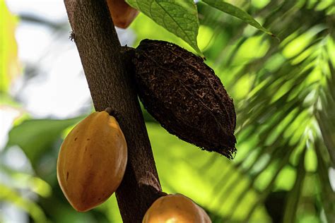 Cacao Pod Photograph by Sharon Gucker - Fine Art America