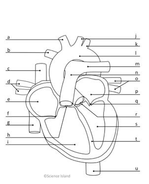 Heart Anatomy Quiz | Brighton School of Massage