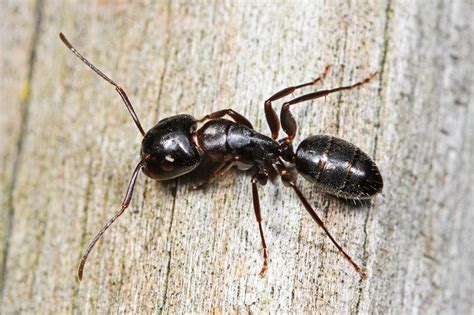 Carpenter Ant Treatment & Carpenter Ant Extermination in NJ & FL | Excel Pest Control