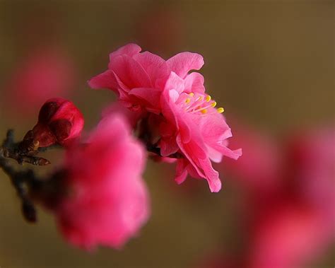 Plum blossom-Flower photography wallpaper-1280x1024 Download ...