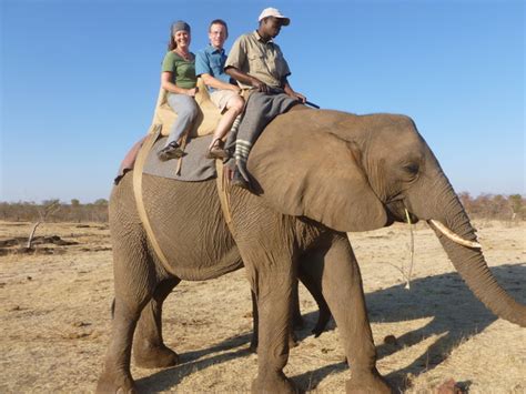 Ride An Elephant In Victoria Falls Zimbabwe