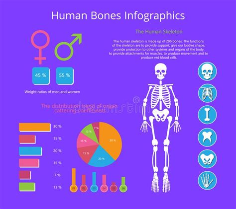 Human Skeletal System Infographics Design Stock Vector - Illustration of illustration, object ...