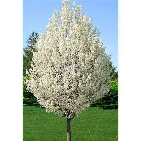 Cleveland Select & Bradford Pear Tree | Bradford pear tree, Flowering pear tree, White flowering ...