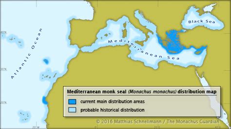 Mediterranean Monk Seals: Characteristics, habitat and more