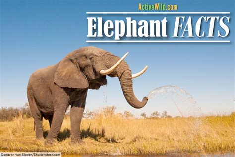 Fun Facts On Elephants: Species, Family, Ecology & Conservation