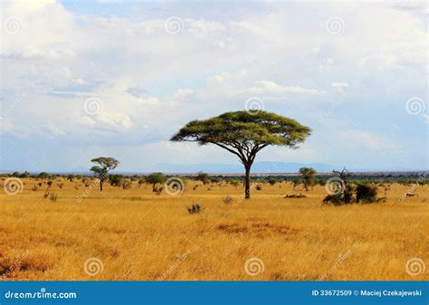 African Savannah Royalty Free Stock Images - Image: 33672509