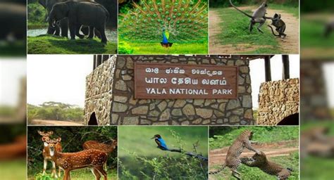 Yala park to be closed for two months from September 1st