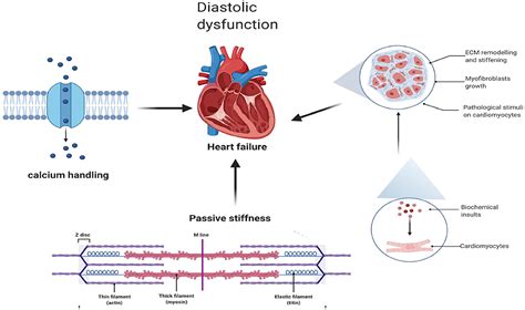 Frontiers | Similarities and Differences Between HFmrEF and HFpEF