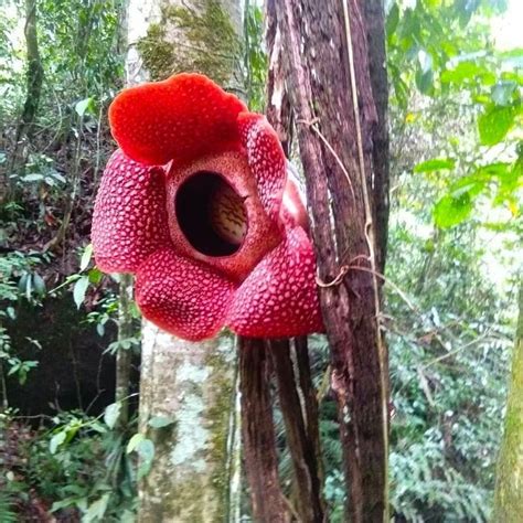 Rafflesia Arnoldii