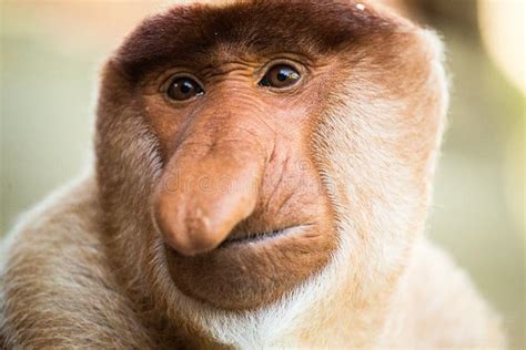 Portrait of Fabulous Long-nosed Monkey Stock Photo - Image of ...