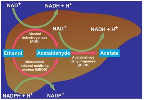 Biomedicines | Free Full-Text | Alcoholic Liver Disease: Alcohol ...