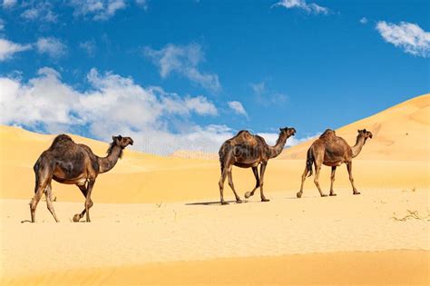 Group of Dromedaries in the Omani Rub Al-Chali Desert Stock Photo - Image of dune, natural ...