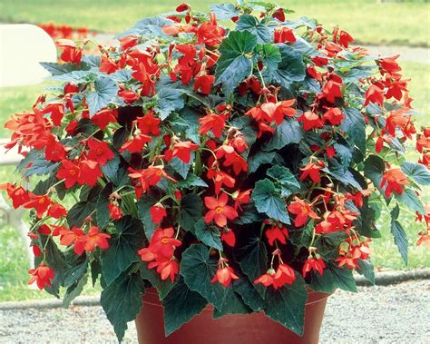 The Best Trailing Begonias for Hanging Baskets - Farmer Gracy's Blog