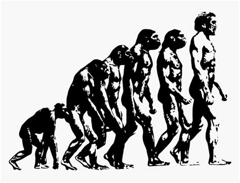 Evolution Ape To Man - Theory Of Evolution Illustrated, HD Png Download - kindpng