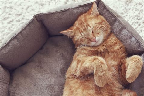 Why Does My Cat Snore? [8 Causes & Solutions] - KittyBest