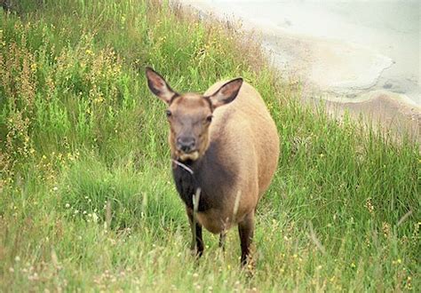 Yellowstone Park Elk Cows & Calves